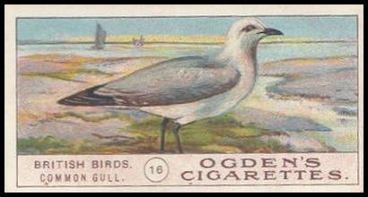 05OBB 16 Common Gull.jpg